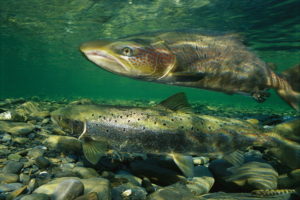 atlantic-salmon